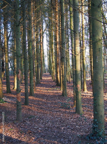 Obraz na płótnie Herbstwald w salonie