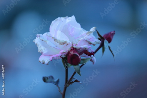Rose, Blume, Flower