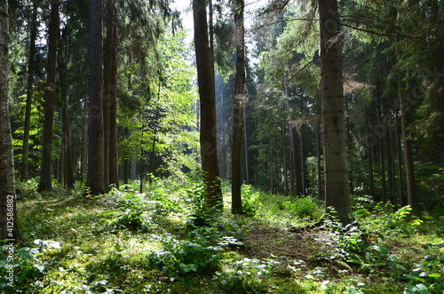 Dark forest somewhere in Russia