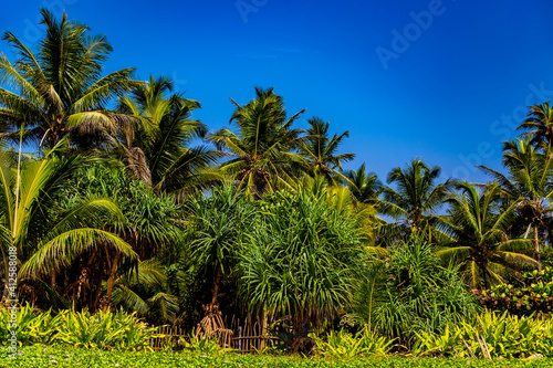 Wallpaper Mural Palm trees under the blue sky Torontodigital.ca