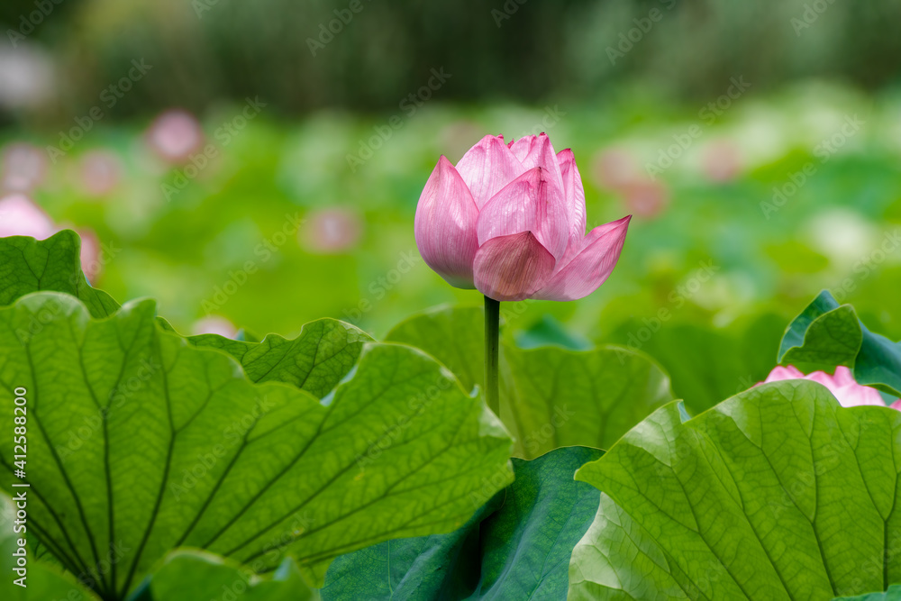 Lotus Flower With Leaf At Shinobazu Pond, Ueno, Taito-ku, Tokyo Prefecture, Japan