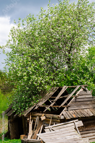 Bird cherry blossoming with white flowers on a sunny spring day near an old wooden ruined house in the village. A symbol of new life on old ruins. Country rural landscape.