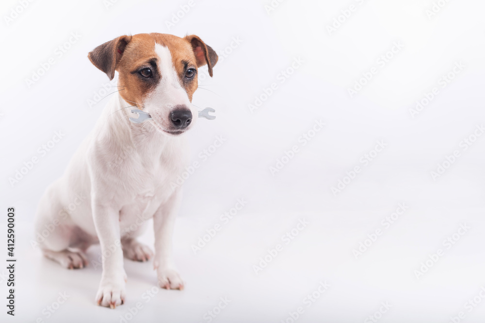 Jack russell terrier dog holds a wrench in his mouth on a white background. Copy space Jack russell terrier dog holds a wrench in his mouth on a white background. Copy space