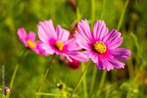 Beautiful pink color cosmos (Mexican aster) flower background