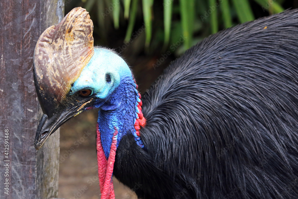 Naklejka premium Cassowary