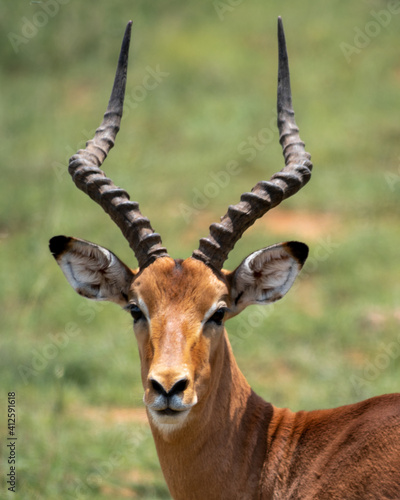 impala in the pilansberg photo
