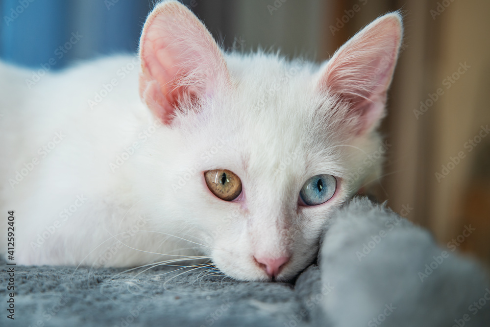 White kitten White kitten
