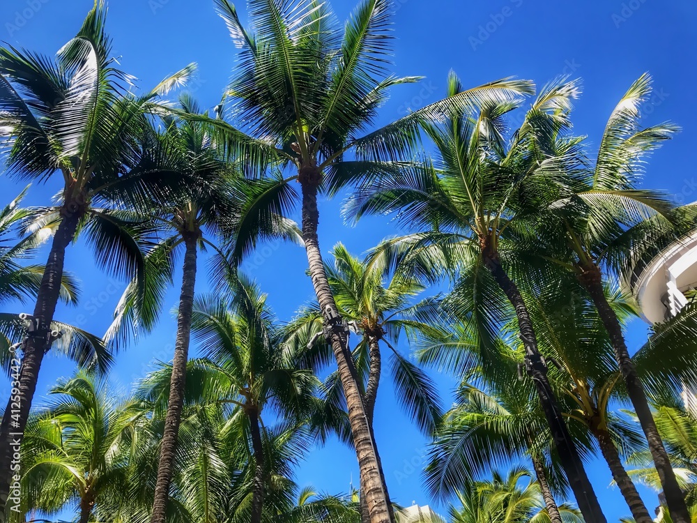 Fototapeta premium Palm trees of Hawaii against blue sky