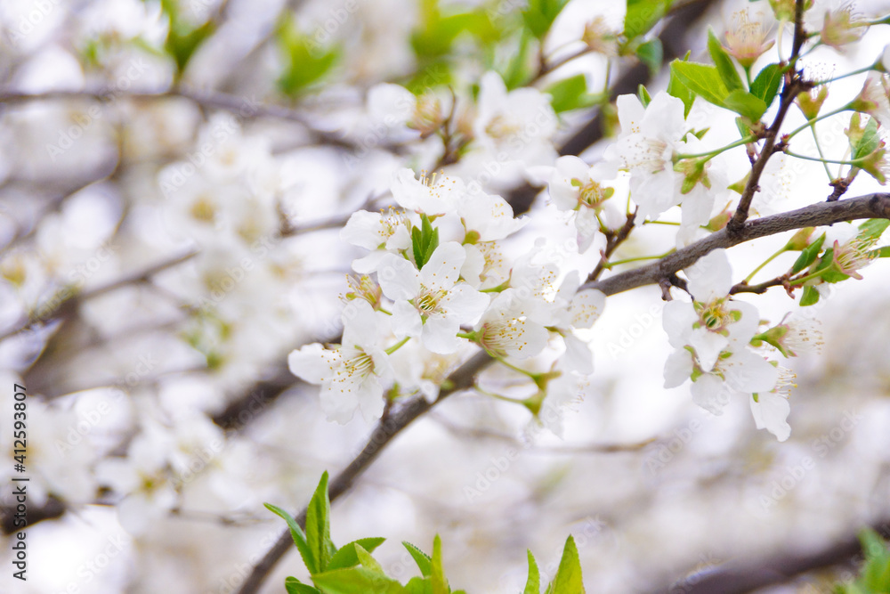 四季の花〜桜〜