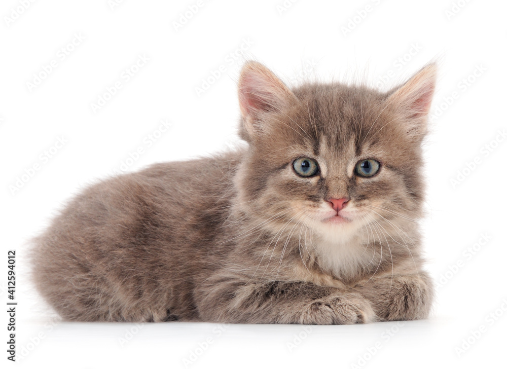 Obraz premium Little gray kitten lies.