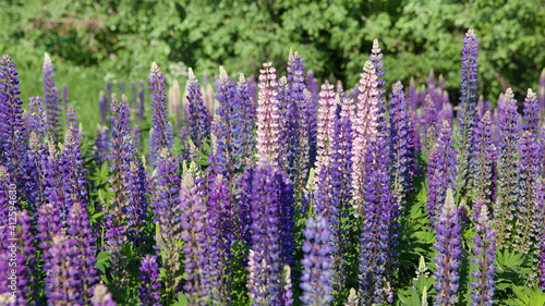 Blooming lupine flowers. A field of lupines. Violet and pink lupin in meadow. Colorful bunch of lupines summer flower background.