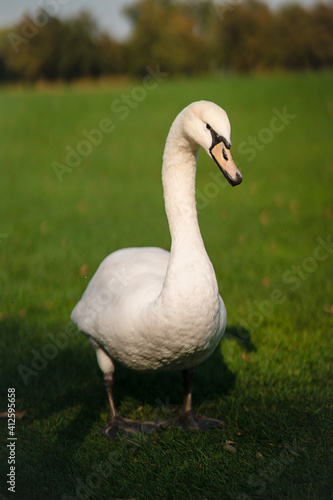 Mute Swan, Cygnus olor, Adult, close up