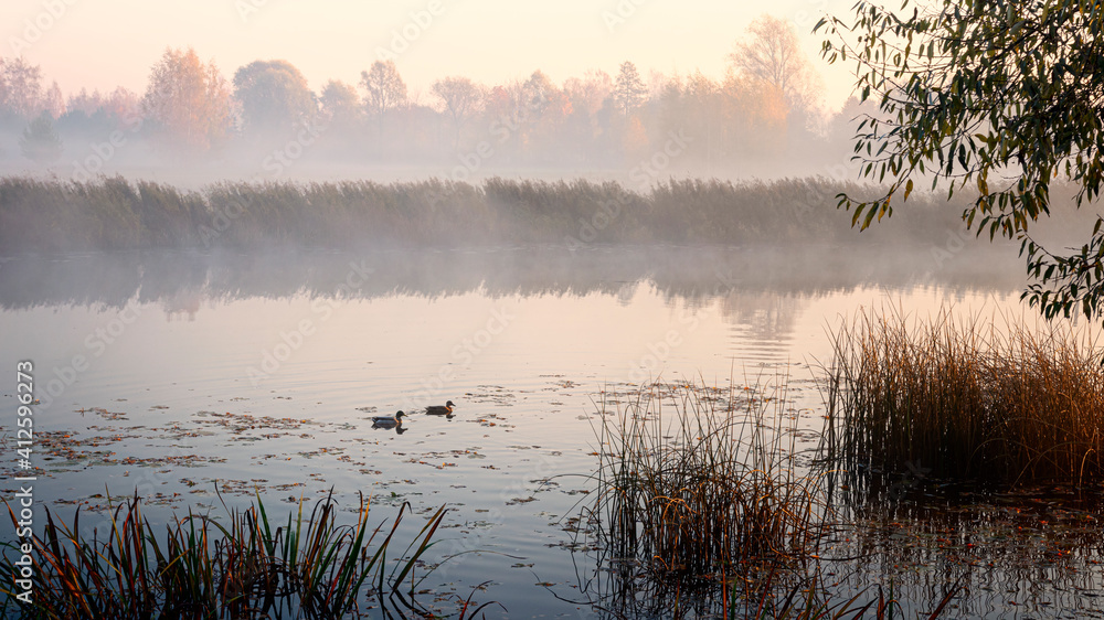 Fototapeta premium two ducks on the river, reeds and foggy river, view after sunset. View of river at sunrise. Nature landscape with reeds shore, ducks and reeds. Foggy misty morning. Freedom and recreation concept.