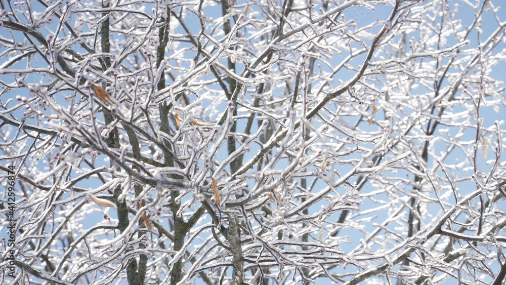 Cold frosty winter landscapes with trees and frozen branches during winter near Fulda, Germany. Cold frosty winter landscapes with trees and frozen branches during winter near Fulda, Germany.