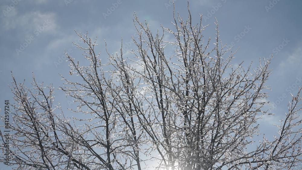 Cold frosty winter landscapes with trees and frozen branches during winter near Fulda, Germany. Cold frosty winter landscapes with trees and frozen branches during winter near Fulda, Germany.