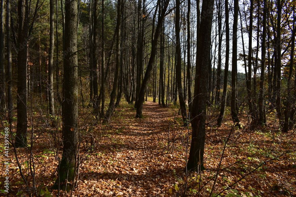 Obraz premium forest in autumn