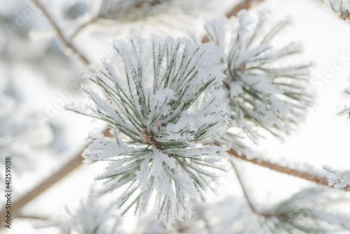 Close-up, tree branch in the snow