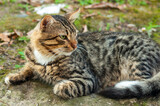 Cute tabby cat on the ground
