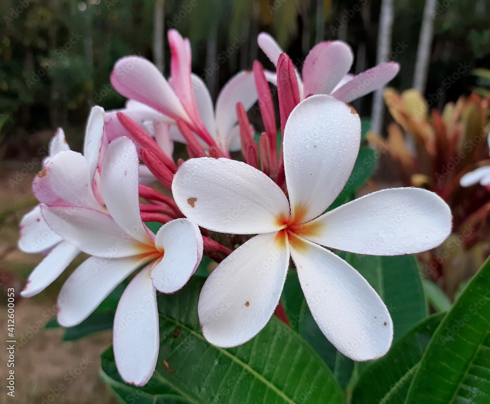The most beautiful white plumeria flowers blooming in the garden, and have dewdrop on blossom, with bouquet branch tree blurred background.