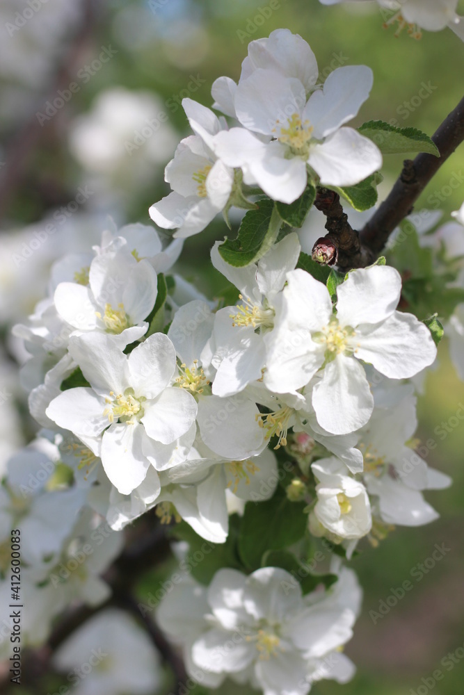 spring apple tree