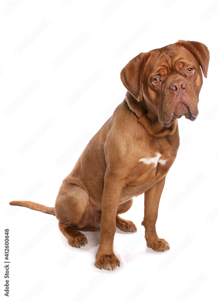 french mastiff  or Dogue de Bordeaux