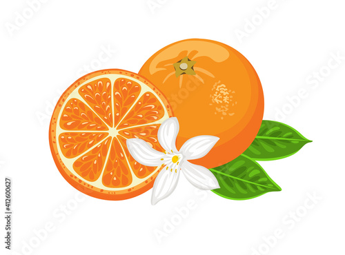 Orange fruit isolated on white background. Vector illustration of whole citrus, slice, white flower and green leaves in cartoon flat style.