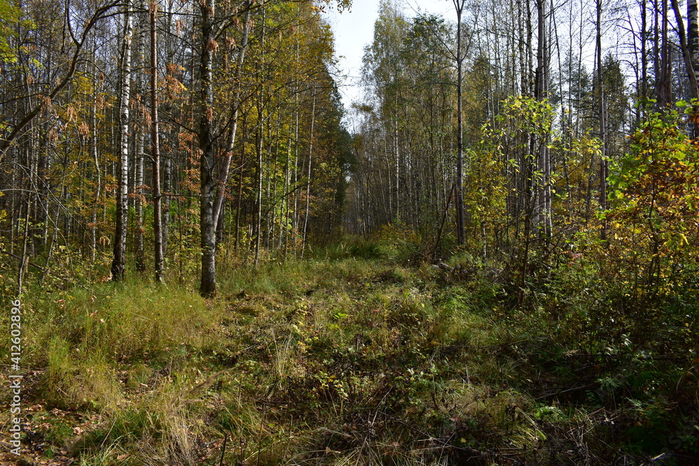 trees in the forest trees in the forest
