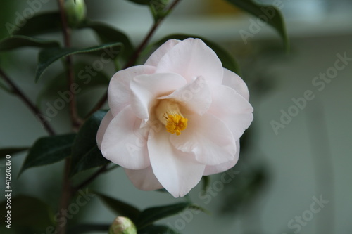 camellia japonica 'hagoromo'