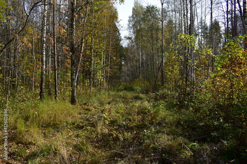 trees in the forest © Людмила Мазовецкая