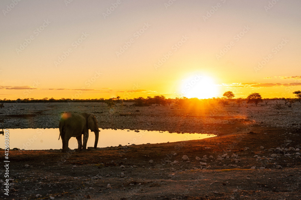 Fototapeta premium Elephant at sunset