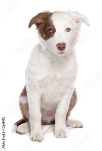 border collie puppy © Chris Brignell