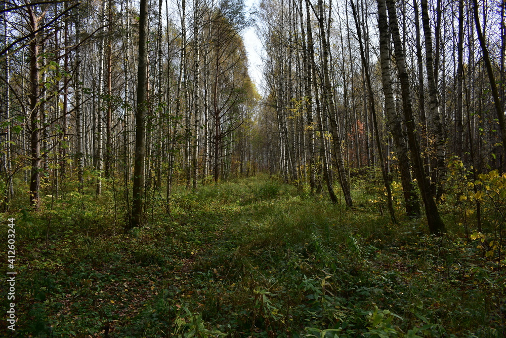 Fototapeta premium morning in the forest