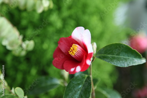 Εκτύπωση καμβά red camellia Atago