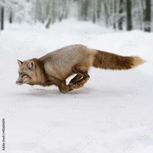 Brown wild fox running across the field © Evgeniya Fedorova