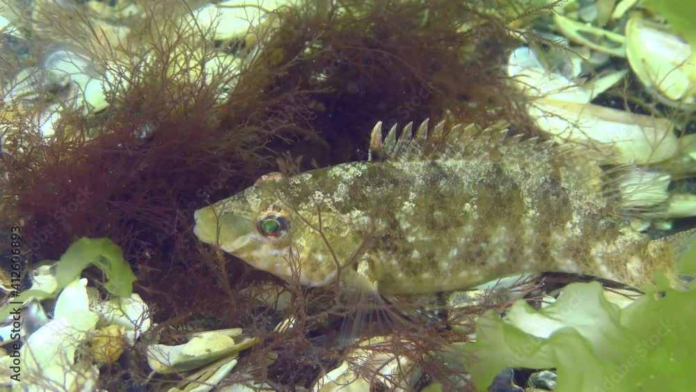 Breeding Gray wrasse (Symphodus cinereus): The male guards a nest built from algae, close-up. Breeding Gray wrasse (Symphodus cinereus): The male guards a nest built from algae, close-up.