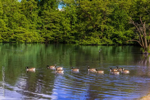 A view of Canadian Geese swimming out into a lake in Warwickshire  UK