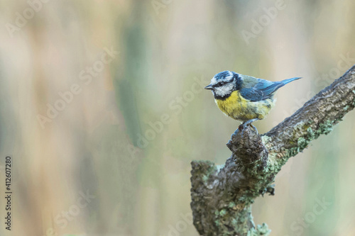 Chapim-azul, ave muito difundida e comum, desde àreas temperadas a subarticas da Europa e Ásia ocidental, em florestas deciduas e mistas photo