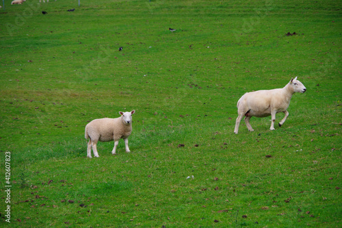 牧場で放牧される羊の親子