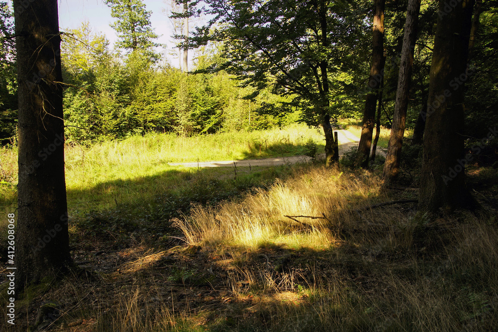 Obraz premium Im Wald