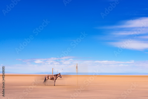 picturesque view of beautiful horse standing among sandy desert at sunny day