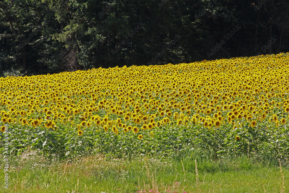 Obraz premium Sonnenblumenfeld