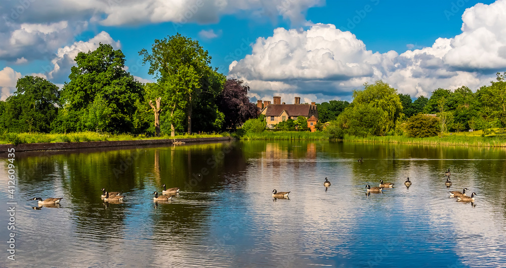 A panorama view of Canadian Geese swimming on a lake in Warwickshire, UK