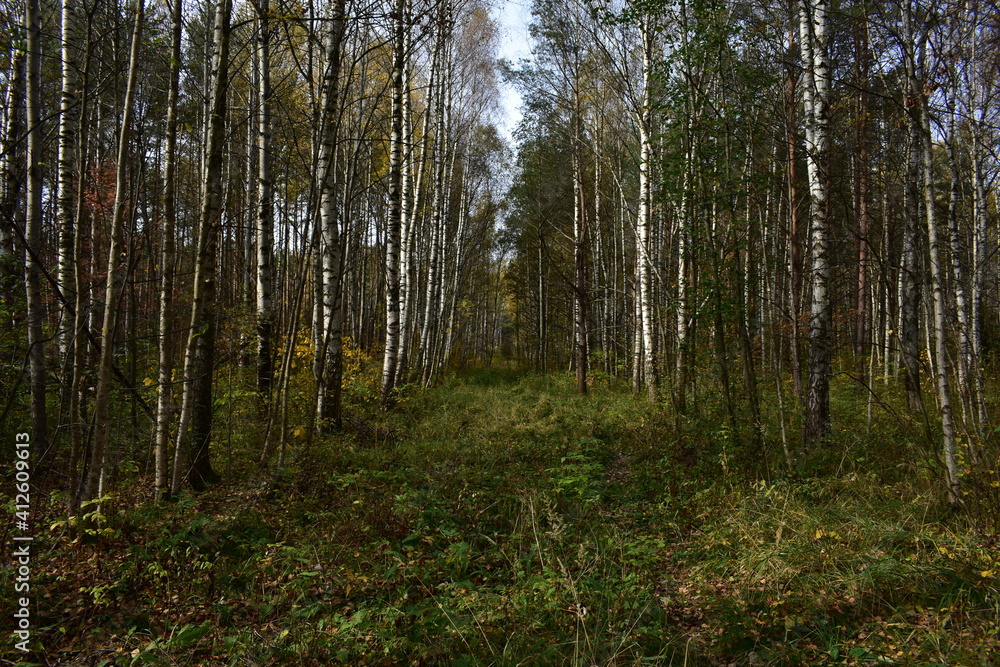 forest in autumn forest in autumn