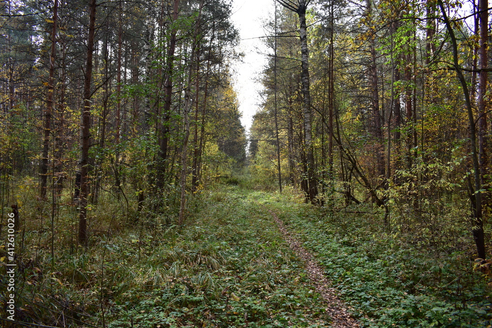 footpath in the woods footpath in the woods