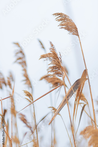 Golden reed grass in autumn and winter. Abstract natural background. Beautiful pattern in neutral colors. 