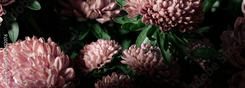 Fototapeta Naklejka Na Ścianę i Meble -  Botanical floral dark moody banner or background with pink asters flowers bouquet, closeup, copy space, greenhouse and indoor garden concept, dark moody blooming design