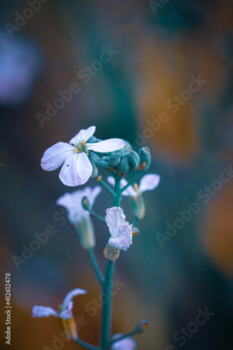 Wallpaper Mural forget me not Torontodigital.ca