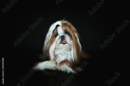 shih tzu dog isolated on black  photo