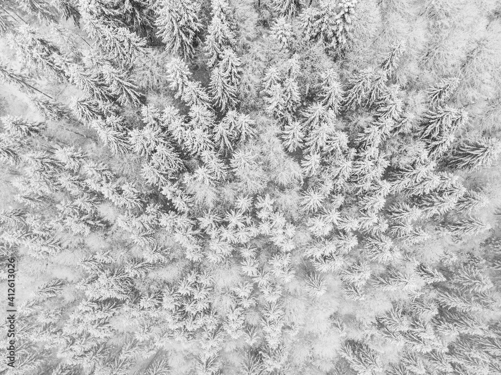 aerial shot of forest in winter time