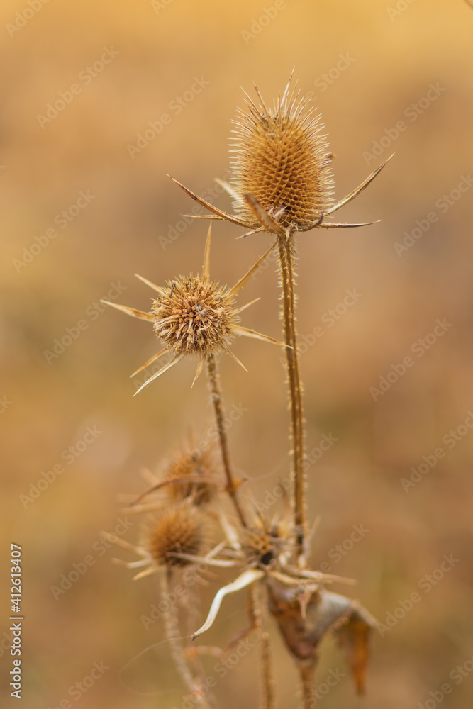 Dry thistle. Dry thistle in a field in the autumn season in a meadow 